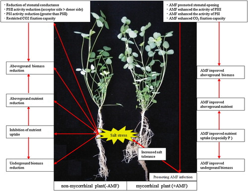 Figure 9. Summary of the mechanism of AMF inoculation increasing salt tolerance of alfalfa.