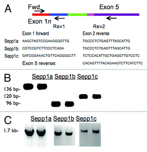 Figure 2. Confirmation of transcript variants with RT-PCR. (A) cDNA map of Sepp1 showing the locations of forward and reverse primers used. Primer sequences are listed below. (B) RT-PCR products using primers in exon 1a, 1b, or 1c and reverse primers in exon 2 (as indicated by “Rev1” in cDNA map above) giving Sepp1a, Sepp1b, and Sepp1c products, respectively. (C) RT-PCR products for various tissues using the same forward primers as A, but with the reverse primers in the last exon, exon 5, as indicated by “Rev2” in map above.