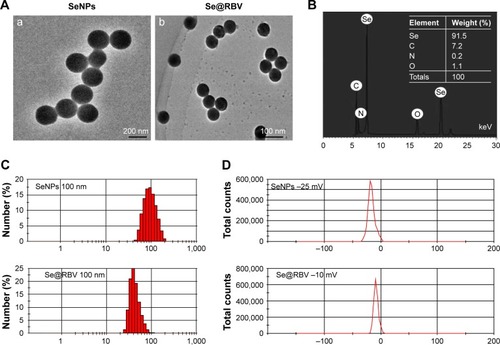 Figure 1 Characterization of SeNPs and Se@RBV.Notes: (A) TEM images of SeNPs (a) and Se@RBV (b). (B) Elemental composition analysis of Se@RBV by EDX. (C) Size distributions of SeNPs and Se@RBV. (D) Zeta potentials of SeNPs and Se@RBV.Abbreviations: EDX, energy-dispersive X-ray spectroscopy; RBV, ribavirin; SeNPs, selenium nanoparticles; Se@RBV, SeNPs loaded with RBV; TEM, transmission electron microscopy.