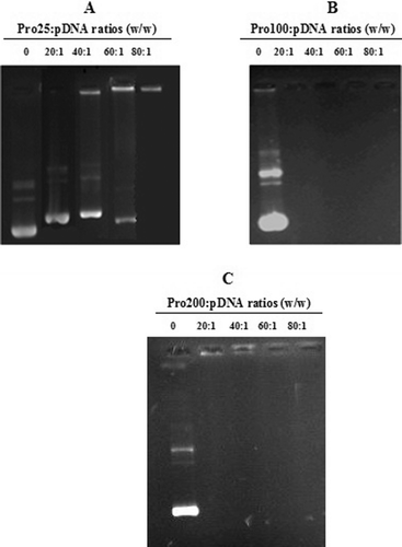 Figure 2.  (A) Agarose gel electrophoresis of pDNA incubated with Pro25 and diluted in DMEM. Lane from left: naked plasmid DNA (0); Pro25:pDNA mixtures at 20:1, 40:1, 60:1, and 80:1 w/w ratios, respectively. (B) Agarose gel electrophoresis of pDNA incubated with Pro100 and diluted in DMEM. Lane from left: naked plasmid DNA (0); Pro100:pDNA mixtures at 20:1, 40:1, 60:1, and 80:1 w/w ratios, respectively. (C) Agarose gel electrophoresis of pDNA incubated with Pro200 and diluted in DMEM. Lane from left: naked plasmid DNA (0); Pro200:pDNA mixtures at 20:1, 40:1, 60:1, and 80:1 w/w ratios, respectively.