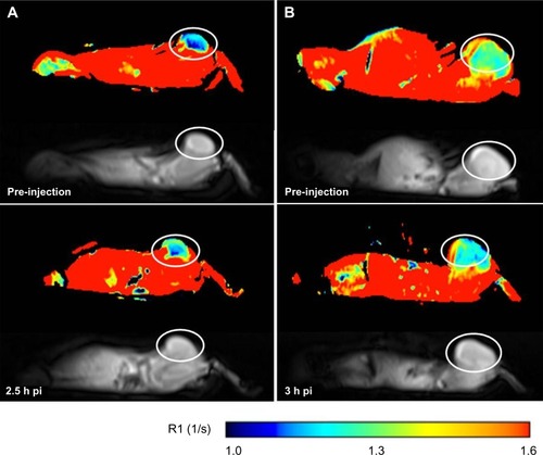 Figure 5 Representative MRI images of tumor-xenografted BALB/c nude mice before and after injection of Gd-RLP or Gd-NoTarget-LP (n=2). The increase in R1 over time is indicated as a change of color in the ROI. The U-87 MG tumor xenograft is labeled with a white circle. (A) Tumor uptake of Gd-RLP in the U-87 MG tumor xenograft at 2.5 hours post-injection. (B) For Gd-NoTarget-LP no significant uptake in the U-87 MG tumor xenograft could be observed within the 3-hour observation period.Abbreviations: Gd, gadolinium; h, hour; LP, liposome; MRI, magnetic resonance imaging; NoTarget-LP, liposomal nanoparticle with no targeting sequence; pi, post-injection; RGD, arginine-glycine-aspartic acid; RLP, liposomal nanoparticle carrying an RGD building block; ROI, region of interest.