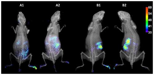 Figure 3 In vivo biodistribution of fluorescent-labeled rCNT (A1 and A2) and fCNT (B1 and B2) in mice.