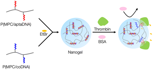 Figure 1. Schematic representation of thrombin detection by MPC polymer nanogels.