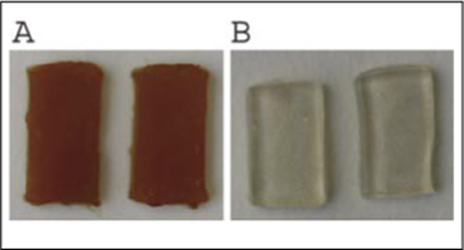 Figure 2. Typical example of embedded raspberry nuclei following extraction with (A) standard protocols and (B) our method.The browning of the agarose plugs is caused by co-precipitated and oxidizing polyphenolics, which covalently bind to proteins and DNA.