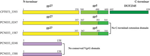 Figure 2. Conserved domain labeling of four putative VgrGs in PCN033. The gp27/gp5 domains of VgrGs of PCN033 were labeled according to the VgrG of CFT073. Proteins are labeled with their respective gene numbers on the left. The gp27/gp5 domain and the residue number are shown above. Different domains are marked in distinct colors. The gp27 domain is colored yellow and the gp5 domain is colored light green and green. The light green part indicates the gp5 OB fold domain and the DUF2345 domain is colored dark green color and purple represents the absence of conserved domain.