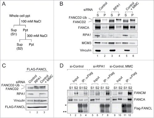 Figure 3. RPA1 depletion increases the chromatin association of FA core complex. (A) Experimental protocol used to prepare cell extracts described in panel B-D. (B) U2OS cells were transfected with either control or RPA1-specific siRNA. 72 hr after transfection, cells were fractionated into S (Sup) & P (Ppt) and immunoblotted for the indicated proteins. MCM3 and Vinculin were used as loading controls. (C-D) HeLa cells expressing FLAG-tagged FANCL were transfected with either control siRNA or RPA1-specific siRNA and cultured for 72hr. (C) Whole-cell lysates were prepared and analyzed with indicated antibodies. (D) Cells were fractionated into S1 and S2. Each fraction was immunoprecipitated with FLAG-M2 agarose beads, and the precipitates were immunoblotted with the indicated antibodies. The asterisk indicates the IgG heavy chain and the double asterisk shows the position of FLAG-tagged FANCL. Entire images come from the identical gel.