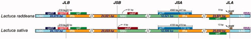 Figure 4. LSC, SSC, and IR regions' boundaries in the chloroplast genomes of L. raddeana and L. sativa. The genes on the positive and negative strands are presented above and below the tracks, respectively. The JLB, JSB, JSA, and JLA represent junction sites of IRb and LSC, IRb and SSC, SSC and IRa, and IRa and LSC, respectively.