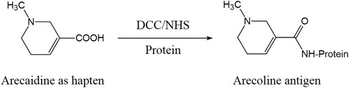 Figure 1. The synthesis procedure for the antigen.