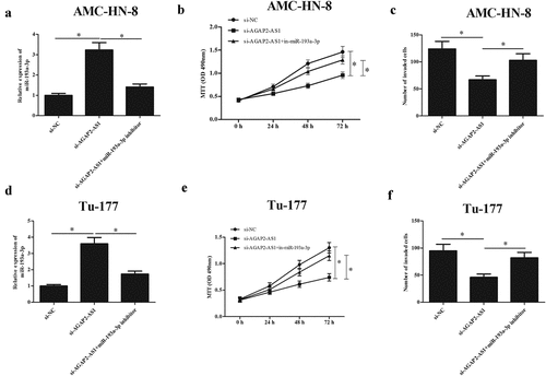 Figure 5. MiR-193a-3p inhibitor reversed the effects of si-AGAP2-AS1 on proliferation and invasion of LSCC cells. (a and d) MiR-193a-3p expression was suppressed in AMC-HN-8 and Tu-177 cells through transfection with miR-193a-3p inhibitor and si-AGAP2-AS1. (b and e) MTT assay was performed to detect the proliferation of AMC-HN-8 and Tu-177 cells. (c and f) Cell invasion of AMC-HN-8 and Tu-177 cells was evaluated by transwell assay. * p < 0.05.