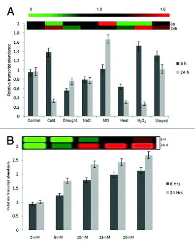Figure 5. Real-Time PCR analysis to confirm transcript response. (A) Real-time PCR analysis for transcript of cytosolic TPI gene in response to different abiotic stresses in rice (Oryza sativa L. cv IR64). The analysis was done with cDNA template generated from (A) shoot tissue of 12 d old stressed or control seedlings for 6 h and 24 h and (B) 12 d old seedlings subjected to various concentration of MG for 24 h. The bars above or below 1 shows the transcript upregulation and downregulation, respectively