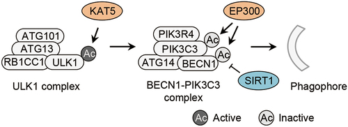 Figure 1. Acetylation of autophagy initiation machinery. Acetylation of ULK1 by the acetyltranferase KAT5/TIP60 activates the ULK1 complex, and acetylation of PIK3C3 and BECN1 regulated by the acetyltransferase EP300 and the deacetylase SIRT1 inhibits the BECN1-PIK3C3 complex, both of which control the initiation of autophagy. Ac, acetylation; ATG, autophagy-related; BECN1, beclin 1; EP300/p300, E1A binding protein p300; KAT5/TIP60, lysine acetyltransferase 5; RB1CC1/FIP200, RB1 inducible coiled-coil 1; SIRT1, sirtuin 1; ULK1, unc-51 like autophagy activating kinase 1; PIK3C3/VPS34, phosphatidylinositol 3-kinase catalytic subunit type 3; PIK3R4, phosphoinositide-3-kinase regulatory subunit 4.