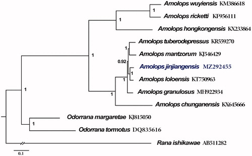 Figure 1. phylogenetic tree based on the concatenated nucleotide sequences of 13 PCGs from 12 species constructed with Bayesian inference (BI). For the BI tree, Rana ishikawae (AB511282) was used as outgroup. Bayesian posterior probabilities are shown near the nodes. The GenBank accession numbers of all species are shown.