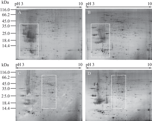 Figure 4. 2-DE analysis of extracted proteins from fruiting body. Equal amounts (1300 μg) of proteins were loaded on 24 cm pH 3–10 IPG strips. (A) TCA precipitation extraction method, (B) phenol/ammonium acetate extraction method, (C) TCA precipitation extraction in combination with protein purification (D) phenol-based extraction in combination with protein purification.