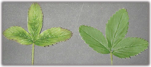 FIGURE 4 Fragaria virginiana indicator UC-11 (left) grafted with Beet-pseudo yellows virus, one of the pallidosis agent. Healthy control on the right (color figure available online).