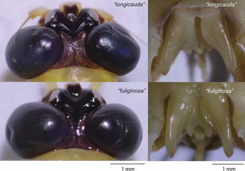 Figure 6. Differences in male genitalia structures and dimensions of compound eyes in individuals with highly similar mtCOI structures and sampled at the same time from a single population (Latorica, Slovakia). The specimens depicted here are morphologically close to the description and characteristics shown in Soldán’s revision as P. longicauda and P. fuliginosa (designated “longicauda” and “fuliginosa”, respectively).