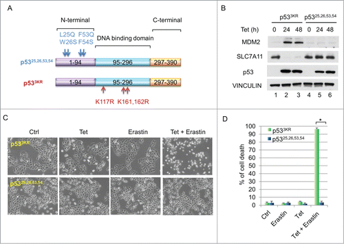 Figure 2. (A) Functional N-terminal domain of p53 is required to downregulate SLC7A11 and to promote ferroptosis. (A) Schematic diagram showing the locations and sequences of 2 p53 mutants, p53,Citation25,26,53,54 and p533KR. (B) H1299 tet-on p533KR and p53,Citation25,26,53,54 stable line cells were induced by doxycycline (0.1 µg/mL) and total cell lysate was analyzed by western blots for the expression of MDM2, SLC7A11, p53 and VINCULIN. (C) H1299 tet-on p533KR and p53,Citation25,26,53,54 cells were pre-treated with doxycycline (0.1 µg/mL) for 24 hours and then treated with erastin (10µM); images were taken 40 hours thereafter. (D) Quantification of cell death as shown in (C). *, P <0.01 (Student's t test).