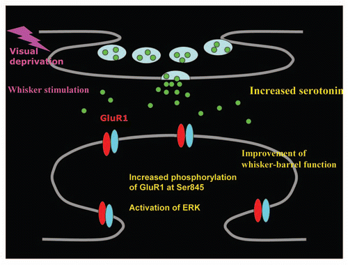 Figure 1 Visual deprivation increases extracellular serotonin at layer2/3 of juvenile rat barrel cortex. This leads to the facilitation of synaptic GluR1 delivery at layer4-2/3 synapses of the barrel cortex by increasing the phosphorylation of GluR1 at Ser845 via activation of serotonin 5HT2A/2C receptors and ERK. Furthermore, this results in the improvement whisker-barrel function.