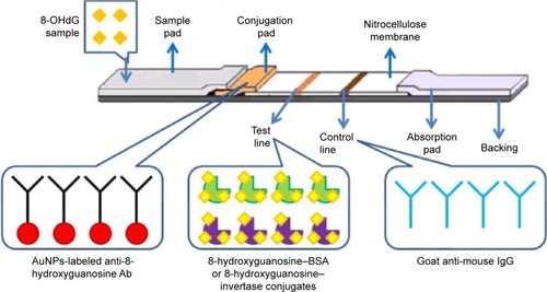 Figure 3 Mechanism of competitive lateral flow immunoassay for 8-OHdG testing.Abbreviations: Ab, antibody; AuNPs, gold nanoparticles; BSA, bovine serum albumin; 8-OHdG, 8-hydroxy-2′-deoxyguanosine.