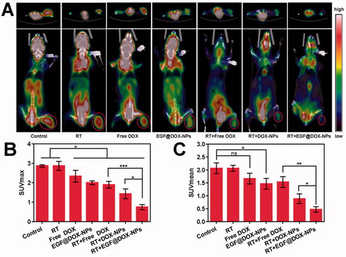 Figure 9. In vivo Micro PET/CT scanning. (A) Representative images of tumor tissues of mice treated with different drugs (top: cross section of tumors; bottom: coronal images of mice, red rings indicate the tumor site). (B and C) Maximum value (SUVmax) and the mean value (SUVmean) in tumor tissues. (Mean ± SD; n = 3). ns: no significance, * p < .05, ** p < .01, *** p < .001.