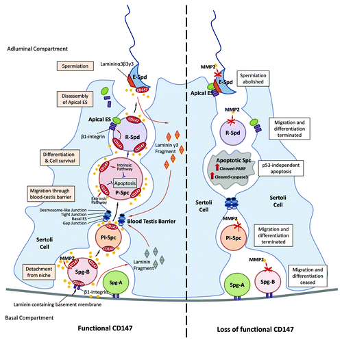 Figure 1. Schematic diagram showing the dual role of CD147 in spermatogenesis. CD147 is expressed in spermatogonia (Spg),spermatocytes (Spc) and spermatids (Spd) and facilitates the production and activation of MMP-2 that is required for the migration of the developing germ cells (left panel). Defects or mis-regulation of CD147 would cease the migration and probably the differentiation of developing germ cells and spermiation of spermatids (right panel). CD147 may interact with β1-integrin and activate MMP-2 in regulating the production of laminin γ3 fragment from the apical ES and other subtypes of laminin fragments from the basement membrane, which may involve in restructuring of the BTB and ES. CD147 also acts as an anti-apoptotic factor in spermatocytes via a p53-independent pathway, downregulation or defect of which leads to apoptosis of spermatocytes. The dual role of CD147 provides a quality control surveillance mechanism directing the germ cells to survive and migrate for further development or undergo apoptosis. Key: Spg-A, type A spermatogonia; Spg-B, type B spermatogonia; Pl-Spc, preleptotene spermatocyte; P-Spc, pachytene spermatocyte; R-Spd, round spermatid; E-Spd, elongated spermatid; ES, ectoplasmic specialization.