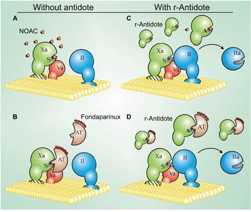 Figure 1 Mechanism of action of r-Antidote.Citation9