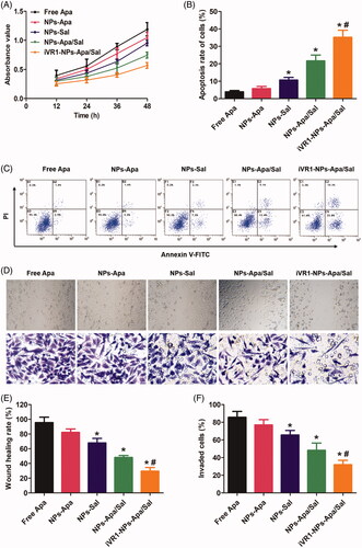 Figure 4. Evaluation of anti-tumor effect of iVR1-NP-Apa/Sal in vitro. (A) Cell growth rate of the MKN45/MDR cells after various treatments determined by evaluation of the absorbance values using the CCK-8 method. (B) Quantitative analysis of the cell apoptosis rate after treated with different nanoparticle formulations by the Annexin v-FITC/PI double staining method. (C) Qualitative evaluation of the cell apoptosis rate after various treatments through the Annexin v-FITC/PI double staining approach. (D) Cell migration rate and invasion rate were, respectively, investigated by the wound healing assay (the figures above) and trans-well experiment (the figures below). Quantitative analysis the migration rate (E) and invasion rate (F) of MKN-45/MDR cells after treated by different strategies. *p < 0.05 signally different from the group of Free Apa. #p < 0.05 signally different from the group of NPs-Apa/Sal.