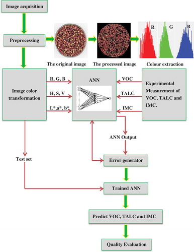 Figure 1. The procedure designed for predicting the chemical attributes of HZB by computer vision system and artificial neural networks.