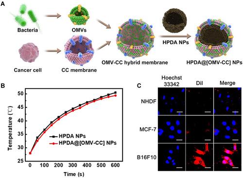 Figure 7 (A) Schematic of the membrane derived from OMV and cancer cell (CC) fusion and the resulting fused membrane camouflaged HPDA NPs to produce HPDA@ [OMV-CC] NPs. (B) Temperature elevation of HPDA NPs and HPDA@[OMV-CC] NPs (100 μg/mL). (C) CLSM image of NHDF cells, MCF-7 cells, and B16-F10 cells stained with Hoechst 33342 and cultured with DiI-dyed HPDA@[OMV-CC] NPs. Adapted with permission from Wang D, Liu C, You S, et al. Bacterial vesicle-cancer cell hybridmembrane-coated nanoparticles for tumor specific immune activationand photothermal therapy. ACS Appl Mater Interfaces. 2020;12(37):41138–41147. Copyright 2020 American Chemical Society.Citation108