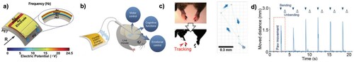 Figure 19. (a) Illustrative representation of PIMNT energy harvesting device. (b) Schematic of DBS application using the PIMNT film. (c) Video captured image converted to binary image to tract DBS and (d) resultant 6 plotted iterations of stimulation [Citation291]. (Reproduced from Ref [291] with permissions of Royal Society of Chemistry Publishing (Copyright 2008)).