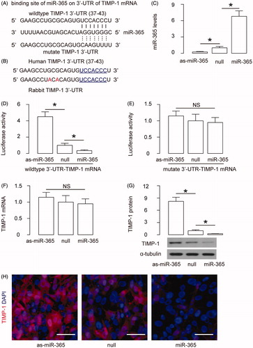 Figure 3. MiR-365 targets 3′-UTR of TIMP-1 to inhibit its protein translation in EASC. (A) Bioinformatics analysis shows that miR-365 has a binding site at the 36th–42nd base pair of the 3′-UTR of TIMP-1 mRNA. (B) Conservation of the miR-365-binding site on the 3′-UTR of TIMP-1 mRNA between rabbits and human. (C) E-cad + EASC cells were transfected with plasmids carrying miR-365 or as-miR-365 or null as a control. RT-qPCR for miR-365 was performed in transfected cells. (D,E) The intact 3'-UTR of wild-type TIMP-1 mRNA (wild-type TIMP-1 3'-UTR) and the 3'-UTR of TIMP-1 mRNA with a mutant at miR-365-binding site (mutate TIMP-1 3'-UTR) were respectively cloned into luciferase reporter plasmids. E-cad + EASC cells were then co-transfected with one plasmid from miR-365/as-miR-365/null plasmids and one plasmid from either wild-type TIMP-1 3'-UTR or mutate TIMP-1 3'-UTR, and subsequently subjected to a dual luciferase reporter assay. (F) RT-qPCR for TIMP-1. (G) Western blotting for TIMP-1. (H) Immunocytochemistry for TIMP-1. *p < .05. NS: non-significant. N = 5. Scale bars are 20 µm.