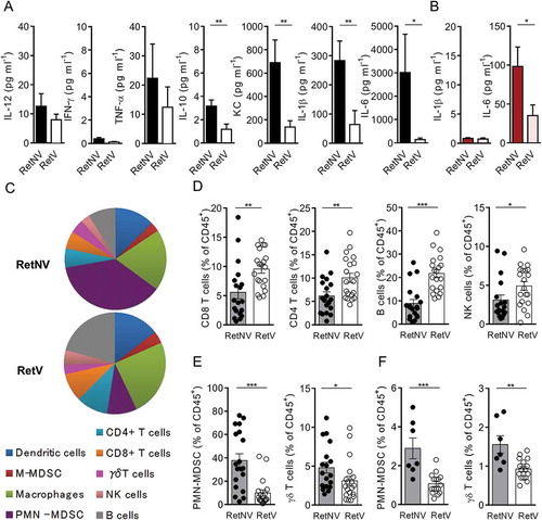 Figure 2. Vitiligo-associated decrease of PMN-MDSCs and γδ T cell infiltration within primary tumors and spleen.(A) Protein levels of indicated cytokines in aqueous humors from RetNV (n = 14) and RetV (n = 11) mice, determined by multiplex ELISA. (B) IL-1β and IL-6 quantifications in sera from RetNV (n = 8) and RetV (n = 8) mice determined by ELISA. (C-F) Dendritic cells (CD11c+), macrophages (CD11b+CD11c−Ly6C−/lowLy6G−), monocytic MDSCs (M-MDSCs: CD11b+CD11c−Ly6ChighLy6G−), PMN-MDSCs (CD11b+CD11c−Ly6ClowLy6G+), CD4+ T cells (CD3+, CD4+), CD8+ T cells (CD3+, CD8+), γδ T cells (CD3+, δ TCR+), NK cells (CD3−, NK1.1+), B cells (CD3−, CD19+) were analyzed by flow cytometry. Parts of whole graphs describing immune cells found in primary tumors (C). Percentages of CD8+ T cells, CD4+ T cells, NK cells and B lymphocytes (D) PMN-MDSCs and γδ T cells among CD45+ cells within primary tumors (E) from RetNV (n = 18) and RetV (n = 19) or within spleen (F) from RetNV (n = 7) and RetV (n = 16). Each point represents individual mouse. Bars are mean ± SEM. *P < 0.05, **P < 0.01 ***P < 0.001 (Mann-Whitney test).