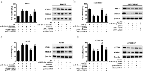 Figure 7. miR-29c-3p controls DDP resistance by regulating FOXP1/ATG14 pathway. (a and c) The DDP-sensitive cell lines (SKOV3 and A2780) were divided into the NC, miR-29c-3p inhibitor, miR-29c-3p inhibitor + si-control, miR-29c-3p inhibitor + si-FOXP1, and miR-29c-3p inhibitor + si-FOXP1 + pcDNA-ATG14 groups. Cell viability was detected using the MTT assay, and protein levels of ATG4 and MDR-1 were detected using Western blot assay. (b and d) The DDP-resistant cell lines (SKOV3/DDP and A2780/DDP) were divided into the pre-NC, miR-29c-3p mimic, miR-29c-3p mimic + pcDNA, miR-29c-3p mimic + pcDNA-FOXP1, and miR-29c-3p mimic + pcDNA-FOXP1 + si-ATG14 groups. Cell viability was detected using the MTT assay, and protein levels of ATG4 and MDR-1 were detected using Western blot assay. Three independent experiments with biological repeats. *P < 0.05, vs. NC or pre-NC; #P < 0.05, vs. miR-29c-3p inhibitor + si-control or miR-29c-3p mimic + pcDNA; P < 0.05, vs. miR-29c-3p inhibitor + siRNA-FOXP1, or miR-29c-3p mimic + pcDNA-FOXP1