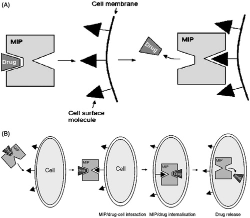 Figure 3. (A) Targeted drug delivery using a molecularly imprinted carrier, (B) targeted drug delivery and facilitated internalization using a MIP (Reproduced with permission from Elsevier Publications; Sellergren & Allender, Citation2005).