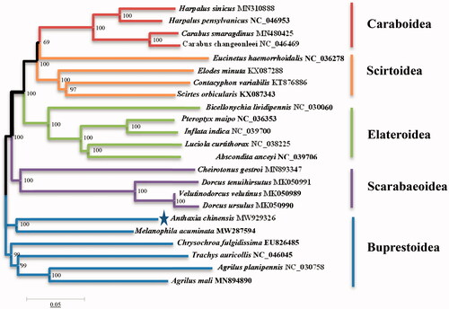 Figure 1. Phylogenetic relationship of the Anthaxia chinensis and 22 Polyphaga species. Neighbor-joining phylogeny tree by MEGA version 7.0.14.