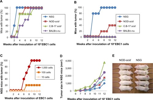 Figure 1 Tumorigenicity in mice after subcutaneous inoculation of EBC1 cells.Notes: Tumorigenicity after inoculation of 105 (A) and 104 (B) EBC1 cells. (C) Tumorigenicity in NSG mice after inoculation of 10–103 EBC1 cells. X-axis shows period after inoculation of cells (weeks). Y-axis shows mice with tumor formation (%). (D) Tumor sizes in NSG mice after inoculation of 103 EBC1 cells. Each symbol represents an individual mouse. (E) At 12 weeks after inoculation of 103 EBC1 cells, mice were euthanized. NOD-scid and NSG mice are shown.Abbreviations: NSG, NOD/LtSz-scid Il2rg−/−; NOD, non-obese diabetic.