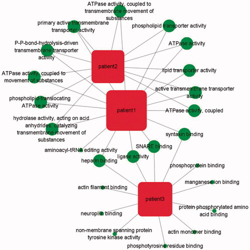 Figure 5. The patient-function network analysis. The circle represents the function of the variant gene. The more overlapping the function, the larger the circle.