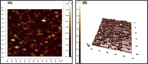 Figure 1. AFM images of mPHEMA-CB nanospheres. (A) Surface Image, (B) 3D Image.
