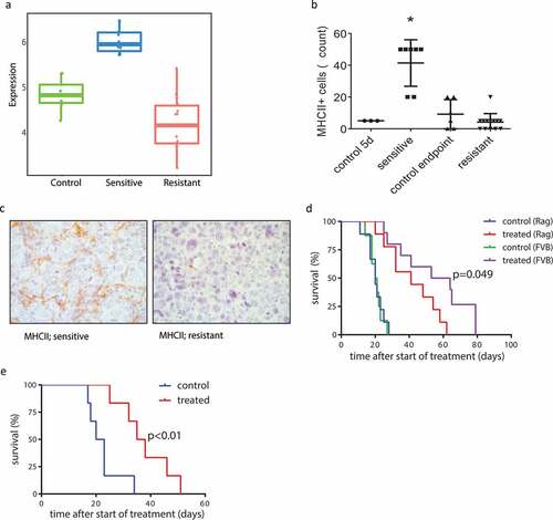 Figure 5. Involvement of the adaptive immune system in response and acquired resistance to AZD8055. (a) Metagene score for RNA expression levels (relative numbers of transcript reads) of genes involved in antigen presentation via MHCII, of vehicle-treated control tumors (green), AZD8055-sensitive tumors (blue), and AZD8055-resistant tumors (red). Sensitive vs control p < .0001, resistant vs control p = .0023, resistant vs sensitive p < .0001. (b) Immunohistochemical quantification of MHCII positive cells in control tumors and AZD8055-sensitive and -resistant tumors. Shown are numbers of MHCII positive cells per 5 high magnification fields of view. Asterisk (*) indicates a significant difference between sensitive tumors and all three other groups (p < .0001). (c) Representative microphotographs of immunohistochemical detection of cells expressing MHCII in the stroma of AZD8055-sensitive and AZD8055-resistant tumors. (d) Transplantation and treatment of a treatment-naïve KEP tumor in Rag1−/- mice lacking mature T and B lymphocytes and immunocompetent FVB/N mice. Orthotopic transplantation of a 1 mm mILC tumor fragment was performed and the mice received 28 days of neoadjuvant treatment with AZD8055 or vehicle control. An event was recorded in a Kaplan-Meier analysis when the primary tumor reached a diameter of 15 mm. Median latency: 20 days (control, Rag1−/- mice, n = 9), 20.5 days (control, FVB/N mice, n = 7), 41 days (treated, Rag1−/- mice, n = 9), and 58.5 days (treated, FVB/N mice, n = 10). Treated Rag1−/- mice vs FVB/N mice: p = .049. Treated FVB/N mice vs control FVB/N mice: p < .0001. Treated Rag1−/- mice vs control Rag1−/- mice: p = .0004. (e) Serial transplantation and treatment of an AZD8055-resistant tumor in a naïve cohort of immunocompetent FVB/N mice. FVB/N mice received an orthotopic transplantation with a 1 mm piece taken from a resistant tumor (treated until endpoint), and received 28 days of neoadjuvant treatment with AZD8055 or vehicle control. An event was recorded in a Kaplan-Meier analysis when the primary tumor reached a diameter of 15 mm. Median latency: 36.5 (treated) and 21.5 days (control), p = .0053. Control: n = 6. Treated: n = 6