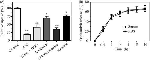 Figure 3. (A) Effect of temperature and endocytosis inhibitors on the internalization of SeNPs@OT in U251 cells. *p < .05, **p < .01 vs. control group. (B) In vitro release of oseltamivir from SeNPs@OT in PBS and serum.