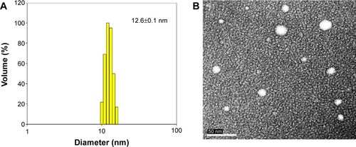 Figure 2 Particle size distribution of curcuminoid nanoemulsions.Notes: Dynamic light scattering analysis (A) and transmission electron micrograph (B).