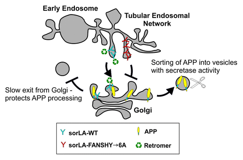 Figure 2. Schematic model of sorLA- and retromer-dependent transport of APP. After mutation of the FANSHY sequence, sorLA is no longer able to interact with retromer. By disrupting this interaction, sorLA cannot keep APP in the Golgi/TGN compartment. APP will then localize into other cellular compartments where APP is more prone to secretase cleavage. Since endosomal processing leads to production of Aβ, increasing endosomal delivery of APP increases the amyloidogenic processing. This change in localization of APP is important because sorLA can only protect against APP processing when located in the TGN. This is supported by the fact that sorLA-FANSHY→6A cannot protect against APP cleavage. When the retromer binding site is deleted sorLA is not recycled back to TGN, but rather stays in the late endosomal compartment, where sorLA has no impact on APP.