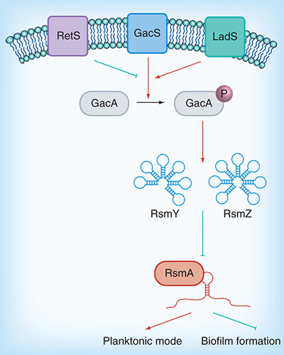 Figure 13.  Pseudomonas aeruginosa GAC regulatory network. The phosphorylation of regulatory protein GacA is activated by GacS and LadS, but inhibited by RetS. Phosphorylated GacA promotes the production of two sRNAs, RsmY and RsmZ. RsmY and RsmZ sequester RsmA and block its mRNA-binding function. In the absence of RsmY and RsmZ, RsmA binds to target mRNA, prevents translation and resulted in increased cell motility and decreased biofilm formation.Adapted from [Citation147].