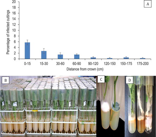 Fig. 3 Frequency of recovery of Fusarium oxysporum from stem cuttings that originated from asymptomatic mother plants. (a) Percentage recovery of F. oxysporum from stem cuttings obtained at various distances from the crown of stock plants. (b) Method used to assay stem cuttings by inserting the cut end into a test-tube containing PDA. (c) Colony of Fusarium (left) and Penicillium (right) developing after 7 days of incubation at 21–24° C. (d) Growth of F. oxysporum from ends of stem cuttings onto PDA and onto the foliage after 18 days of incubation. Cuttings were taken at distances of 30–120 cm from the crown. The method described in (b) was used to assess frequency of internal infection. Data are from 20 cuttings at each of the distances and the experiment was conducted twice