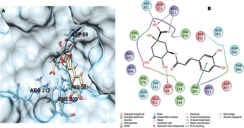 Figure 1. (A) Chlorogenic acid docked in the α-glucosidase active site and (B) the relevant interactions found for the best-ranked position.