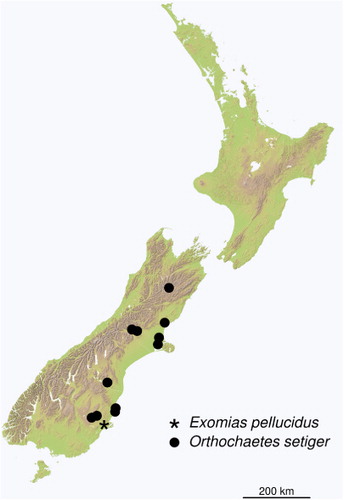 Figure 2 Currently known distribution of Orthochaetes setiger and Exomias pellucidus within New Zealand.