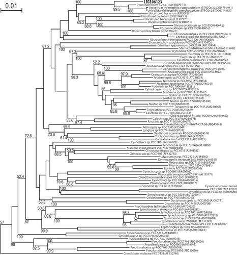 Fig. 13. Phylogenetic tree of 16S rRNA gene sequences from several cyanobacteria generated by NJ analysis. LEGE 06123 is shown in bold. The tree was rooted with the outgroup Chloroflexus aurantiacus J-10-fl (D38365.1), which was later pruned from the tree. Bootstrap values >50% are indicated beside the nodes. Each taxon is identified by the accession number (brackets) and whenever possible by the name.