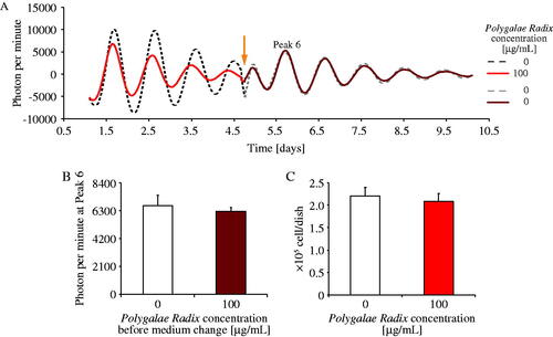 Figure 3. Comparison of the effects of different Polygalae Radix concentrations on cell survival. (A) Representative de-trended data on the effects of Polygalae Radix on PER2::LUC bioluminescence rhythms after medium change. The triangle indicates the time of change to a fresh regular medium. (B) PER2::LUC bioluminescence amplitude of peak 6 after changing to a fresh regular medium. Data are presented as mean ± SEM (n = 8). (C) MEF cell survival count after incubation under different conditions for six days. Data are presented as mean ± SEM (n = 4).