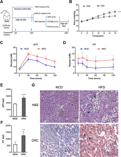 Figure 5 Establishment and characterization of NAFLD mice model fed with HFD. (A) The schematic diagram of mice experiments. (B) Body weight of NCD and HFD mice. (C and D) GTT and ITT results in NCD and HFD mice. (E and F) AUC for GTT and ITT. (G) H&E and Oil Red O staining in NCD and HFD mice (200×, scale bar: 100 µm). The marks represented the main pathohistological findings.