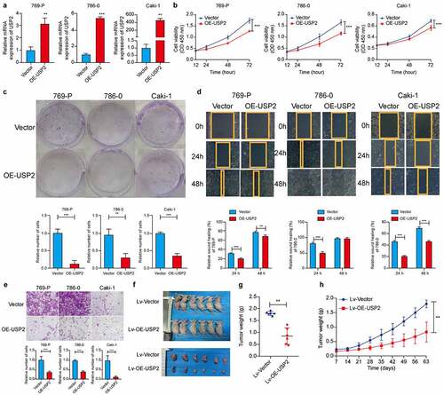 Figure 3. Ubiquitin-specific peptidase 2 overexpression suppressed clear cell renal cell carcinoma cells proliferation in vitro and in vivo. (a) The over-expression efficiency of ubiquitin-specific peptidase 2 in clear cell renal cell carcinoma cells shown using quantitative real-time polymerase chain reaction. (b, c) The results of Cell Counting Kit-8 and clone formation assays showed that ubiquitin-specific peptidase 2 overexpression suppressed the proliferation rate of clear cell renal cell carcinoma cells. (d) Wound healing assays demonstrated that ubiquitin-specific peptidase 2 overexpression inhibited migration ability of clear cell renal cell carcinoma cells. Both Vector and stably overexpressing ubiquitin-specific peptidase 2 groups for 786–0 cells healed at 48 hours. (e) Invasion assays revealed that ubiquitin-specific peptidase 2 overexpression prevented the invasive ability of clear cell renal cell carcinoma cells. (f) The size of tumor was significantly inhibited in the stably overexpressing ubiquitin-specific peptidase 2 vector group than in the lentivirus vector group. (g) Tumors in ubiquitin-specific peptidase 2 overexpression group were relatively lighter in weight. (h) Tumor growth curves for the lentivirus-Vector group and lentivirus-overexpression-ubiquitin-specific peptidase 2 group. Cells in the Vector and overexpression-ubiquitin-specific peptidase 2 groups were transfected with plasmid. The lentivirus-Vector and lentivirus-overexpression- ubiquitin-specific peptidase 2 groups were transduced with lentivirus. **p < 0.01 and, ***p < 0.001.