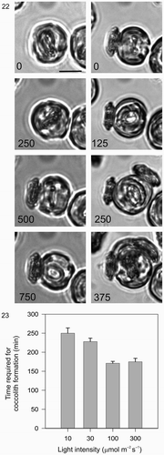 Figs. 22, 23. Light dependency of coccolith formation. Fig. 22. A single cell was monitored after decalcification. First, in the dark (0–750 min) followed by a period in the light (0–375 min, 100 µmol m−2 s−1). During the dark period, a secretion event of an existing mature coccolith occurred followed by the initiation of a new coccolith that developed only very slowly and which was not secreted during the first 750 min recording period. During the subsequent 375 min light period, the cell rapidly completed the formation and secretion of three coccoliths. Note the location of the second coccolith (250 min), which reflects the fact that the cell rotated approximately 90° with respect to the first coccolith before secreting. The third coccolith was secreted between the first and second. Cell size increased noticeably in the light compared to the dark. Scale bar: 10 µm. Fig. 23. Graphical representation of the effect of light on coccolith formation in C. pelagicus. Each bar represents the average time (±SE) of coccolithogenesis from a minimum of 20 cells at each light level, the experiment was repeated at least three times for each light treatment.